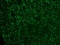  Nucleolin (Marker of Human Cells) Antibody - With BSA and Azide